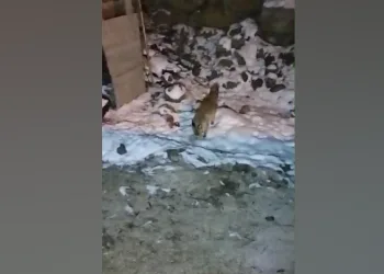 Aç kalan tilkinin yiyecek bulma telaşı