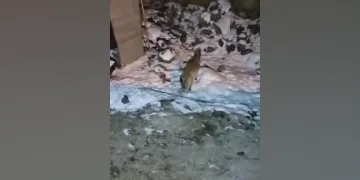 Aç kalan tilkinin yiyecek bulma telaşı