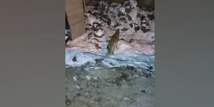 Aç kalan tilkinin yiyecek bulma telaşı