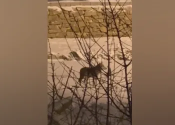 Yüksekova’da aç kalan kurt mahalleye dadandı