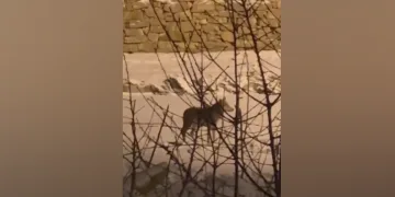 Yüksekova’da aç kalan kurt mahalleye dadandı