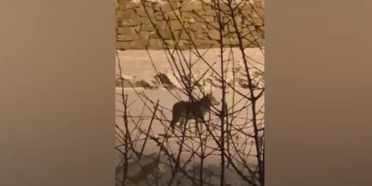 Yüksekova’da aç kalan kurt mahalleye dadandı