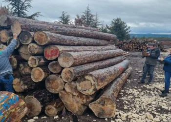 Kütahya’da orman emvallerinin yıl sonu sayımları yapıldı