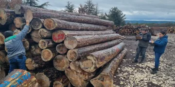 Kütahya’da orman emvallerinin yıl sonu sayımları yapıldı