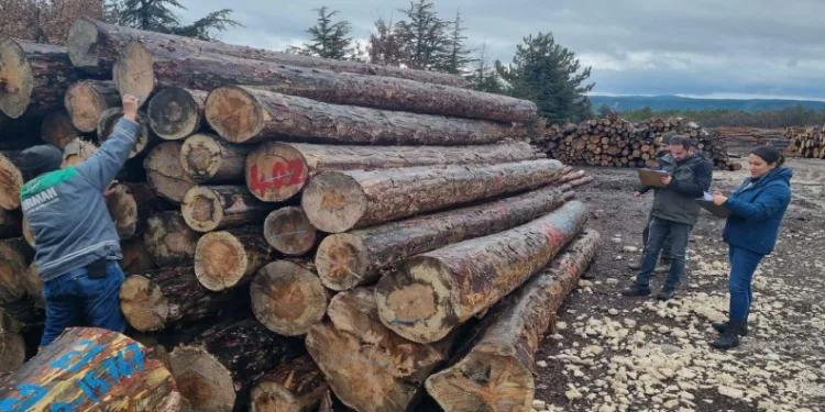 Kütahya’da orman emvallerinin yıl sonu sayımları yapıldı