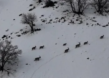 Tunceli’de vadilere inen yaban keçileri görüntülendi