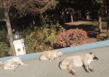 Isınmak isteyen sokak köpekleri kaldırımda güneşlendi