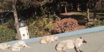 Isınmak isteyen sokak köpekleri kaldırımda güneşlendi