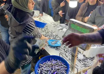 Hopa’da 30 liralık hamsiye yoğun ilgi