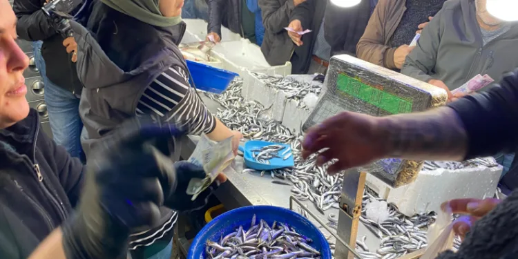 Hopa’da 30 liralık hamsiye yoğun ilgi