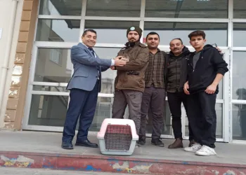 Iğdır’da bitkin halde bulunan kukumav kuşu tedaviye alındı