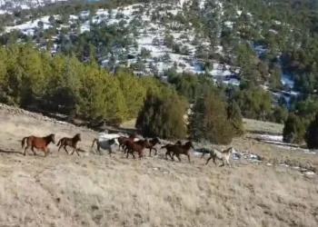 Doğada özgürce yaşayan yılkı atları havadan görüntülendi