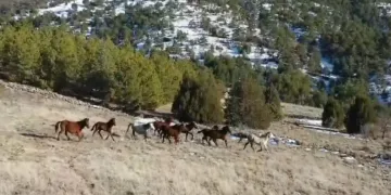 Doğada özgürce yaşayan yılkı atları havadan görüntülendi