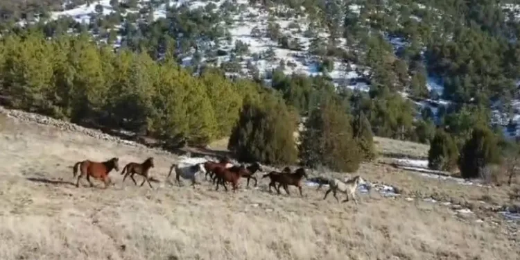 Doğada özgürce yaşayan yılkı atları havadan görüntülendi