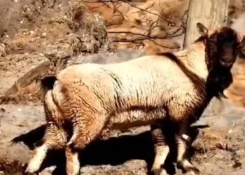 Boynuzsuz keçi herkesi şok etti