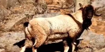 Boynuzsuz keçi herkesi şok etti
