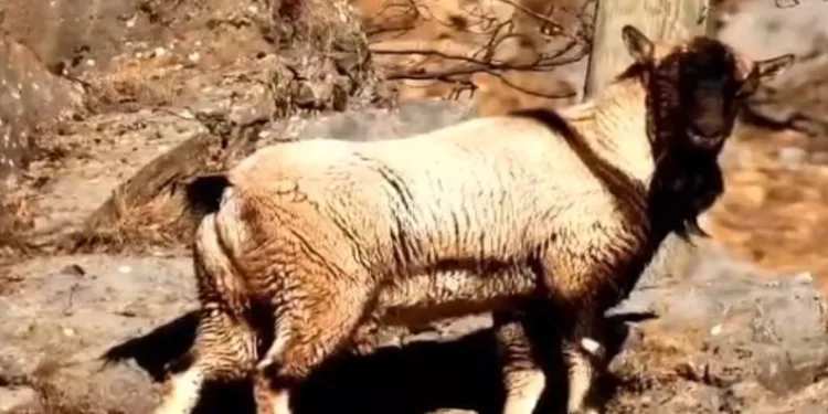 Boynuzsuz keçi herkesi şok etti