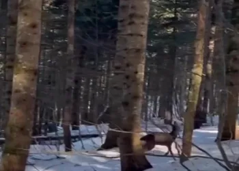 Karaca saldırısı sonucunda yaralandı