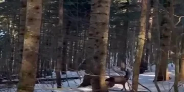 Karaca saldırısı sonucunda yaralandı
