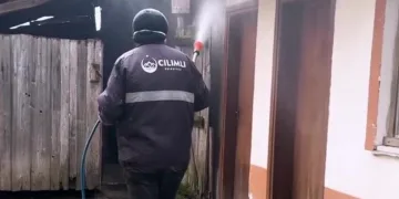 Kahverengi kokarca ile mücadele sürüyor
