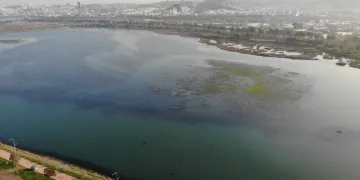 İzmir İnciraltı sahilini deniz marulu sardı