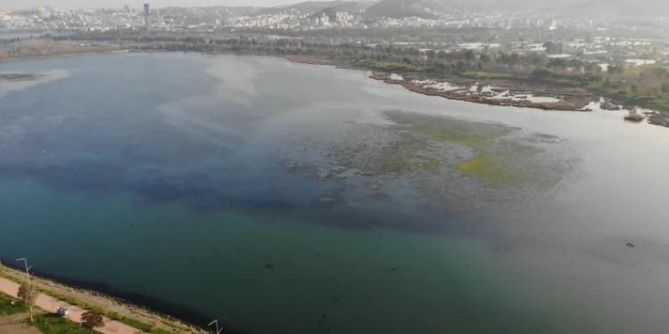 İzmir İnciraltı sahilini deniz marulu sardı