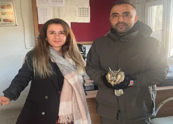 Şırnak’ta yaralı puhu kuşları tedavi altına alındı