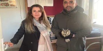 Şırnak’ta yaralı puhu kuşları tedavi altına alındı