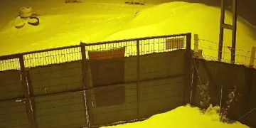 Kurtlar kent merkezinde cirit attı
