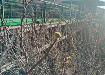 Kışın incir ağacı meyve verdi