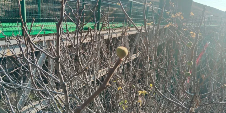 Kışın incir ağacı meyve verdi