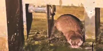 su-samuru-görüntüsü
