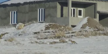 Aç kalan tilkiler yerleşim alanına indi