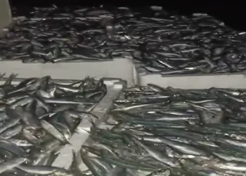 Çanakkale Boğazı’nda 17 ton sardalye yakalandı