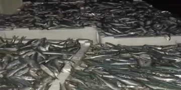 Çanakkale Boğazı’nda 17 ton sardalye yakalandı