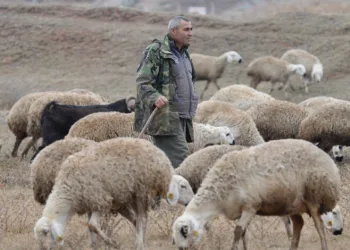 “Şehir hayatı açık cezaevi gibi”