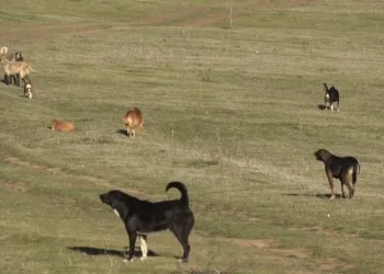 Başıboş köpek istilası: Mahalleli korku içinde