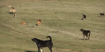 Başıboş köpek istilası: Mahalleli korku içinde
