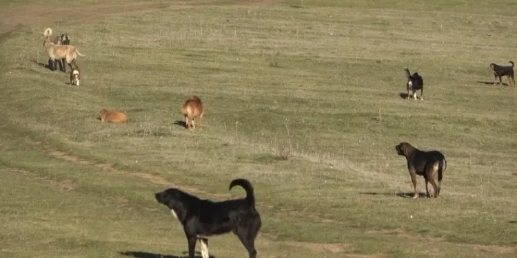 Başıboş köpek istilası: Mahalleli korku içinde