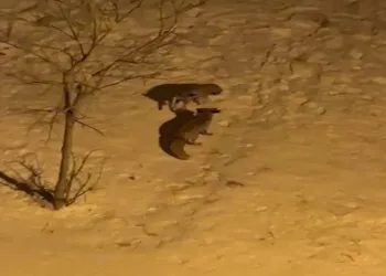 Tilkilerin bahçedeki kar eğlencesi görüntülendi
