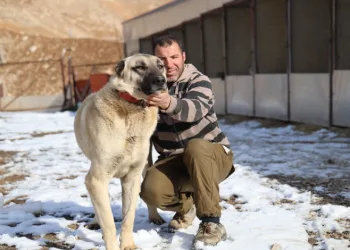 İklim, köpeklerinin yapısını değiştirdi