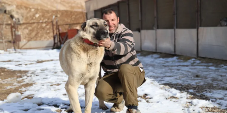 İklim, köpeklerinin yapısını değiştirdi
