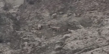 Sarp kayalıkları onlardan soruluyor