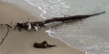 Su samuru’nun nesli tükenmekte