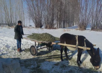 Van’da besicilerin kış mesaisi sürüyor