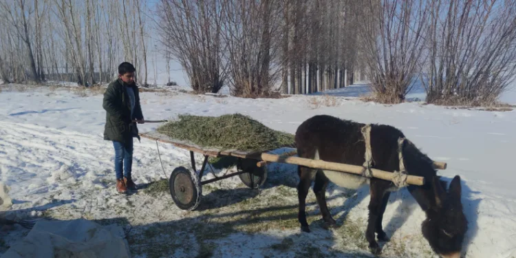 Van’da besicilerin kış mesaisi sürüyor