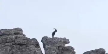 Diyarbakır’da dağ keçileri görüldü