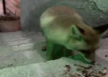 Kapılarına gelen tilkiyi elleriyle beslediler