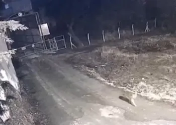 Yerleşim yerine inen kurtlar görüntülendi