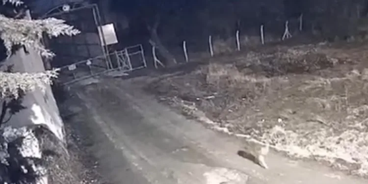 Yerleşim yerine inen kurtlar görüntülendi